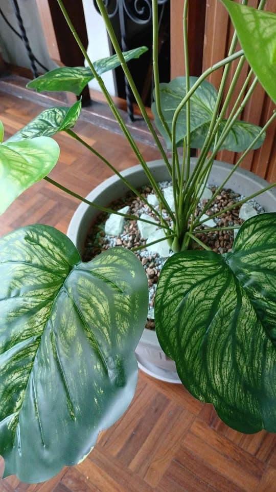 Plantas artificiales | planta decorativa — imagen 2